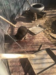 -萌宠亲子动物乐园(槐房万达店)