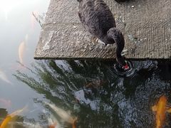 -百花洲