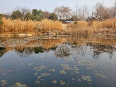 -习家池