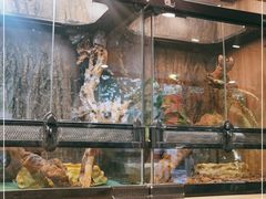 -酷以爬仙阁实体爬宠店·守宫·蜥蜴·专业繁育