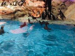 -帝企鹅自助餐厅•儿童岛•真企鹅(长隆企鹅酒店)