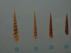 -青岛贝壳博物馆