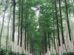 -合肥滨湖国家森林公园