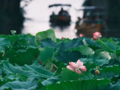 -运河游船(武林门码头)