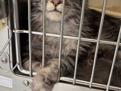 -艾贝尔宠物医院·24H转诊中心·肿瘤猫专科(江宁双龙店)