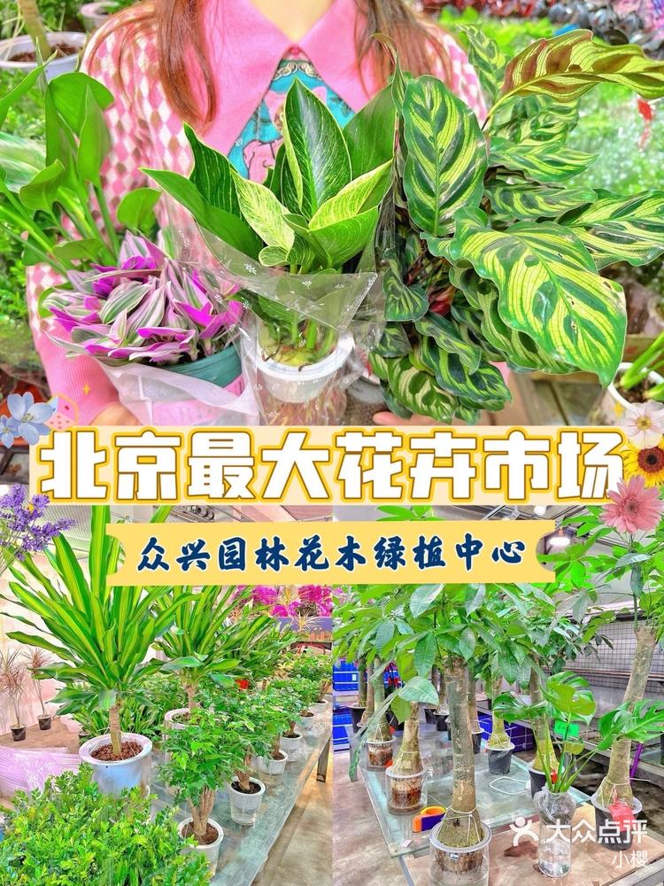北京最大花卉绿植市场逛到停不下来
