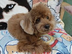 -严国平动物医院(德政总院)