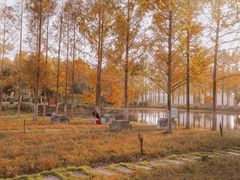 -金银湖国家城市湿地公园