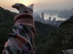 -一棵树(雨儿胡同)