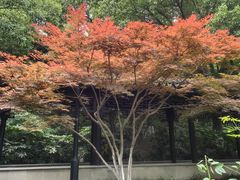 -红梅公园