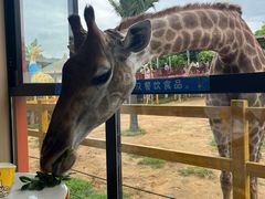 -西霞口神雕山野生动物世界