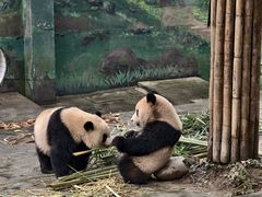 -中国大熊猫保护研究中心雅安碧峰峡基地