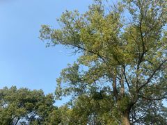 -昆山城市生态森林公园