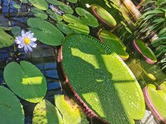 -国家植物园南园