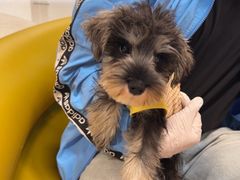 -帕帕拉兹宠物(亚洲旗舰店)