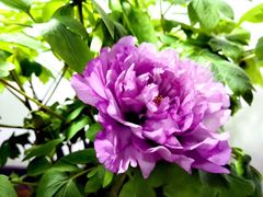 -双季花艺园艺市场(浦东店)