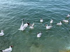 -青海湖国家重点风景名胜区