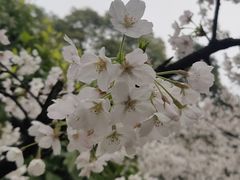 -南山植物园
