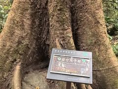 -莫里热带雨林景区