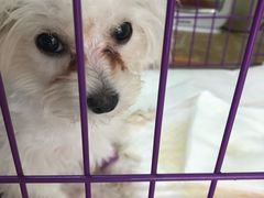 -A猫a狗全科·犬猫异宠·芥西宠物医院(南开总院)
