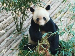 -成都大熊猫繁育研究基地