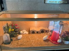 -夏阳湖皇冠假日酒店-自助餐厅