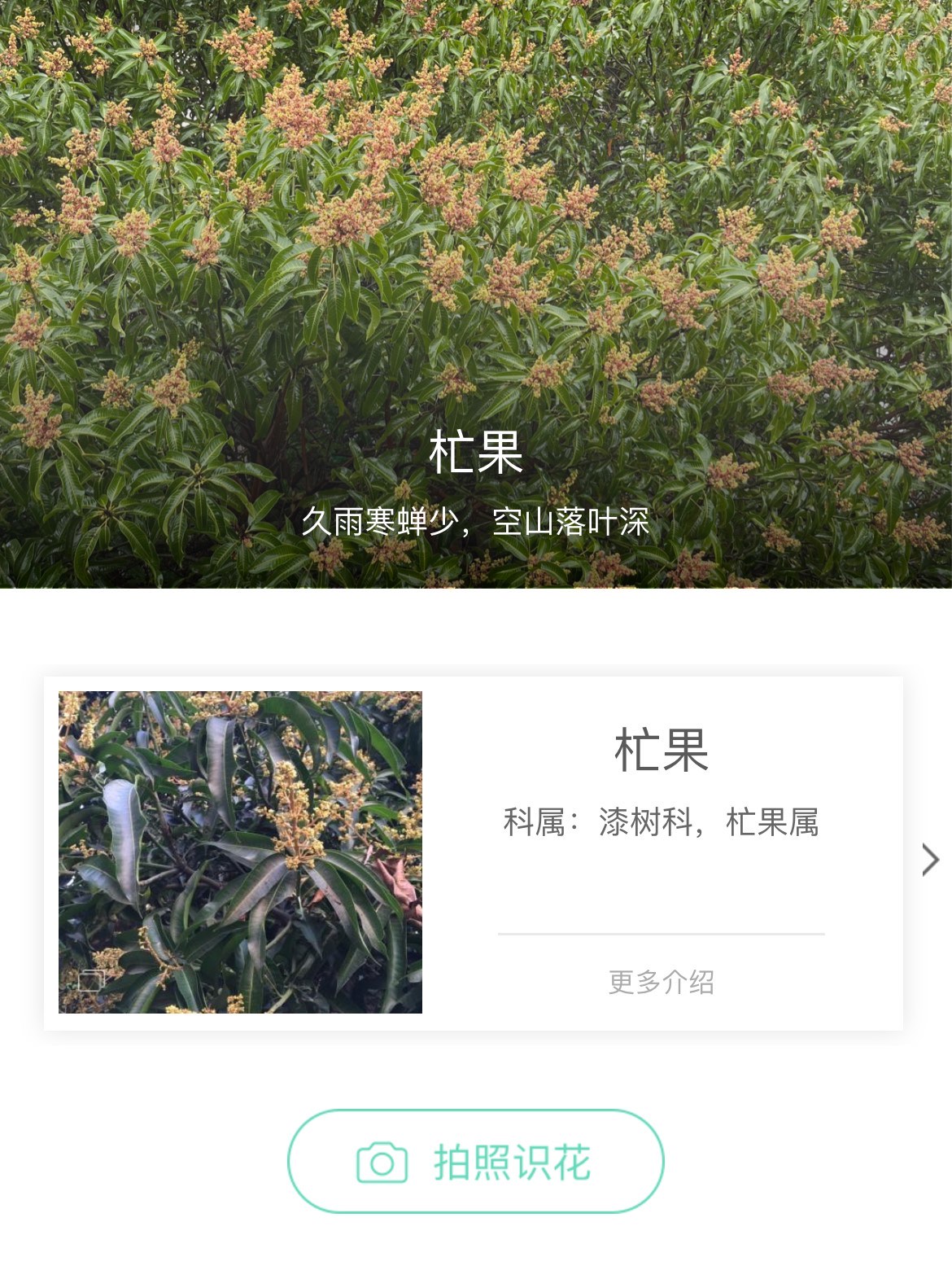 芒果树开花啦