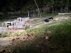 -清迈夜间动物园