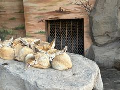 -上海野生动物园