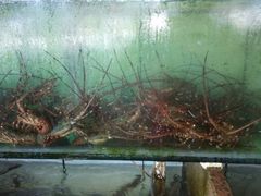 android_upload_pic-浪琴湾尾角仔海鲜坊