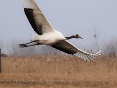 -盐城丹顶鹤湿地生态旅游区