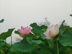 -南山植物园