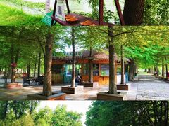 -泗洪洪泽湖湿地景区