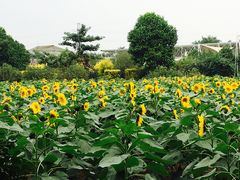 -百万葵园