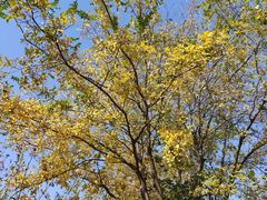 -武汉紫薇都市田园