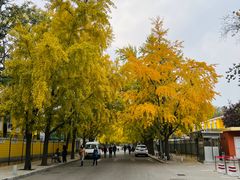 -三里屯东五街银杏大道