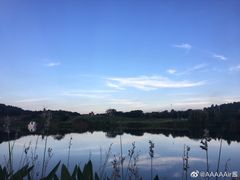 -大塘金香草谷