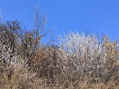 -北京西山国家森林公园