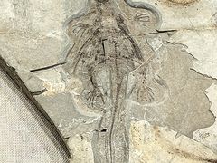 -辽宁古生物博物馆