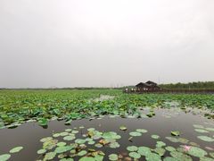 -天津东丽湖风景区