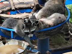 -西霞口神雕山野生动物世界