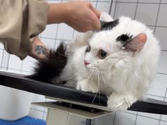 -瑞派康怡24h宠物医院·犬猫医疗中心·微创绝育(瑞景分院)