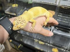 -酷以爬仙阁实体爬宠店·守宫·蜥蜴·专业繁育