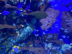 -上海海洋水族馆