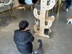 -飞行喵MR PILOT|猫舍·猫咖(静安大融城店)
