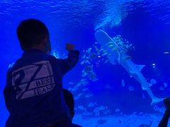 -烟台海昌鲸鲨海洋公园