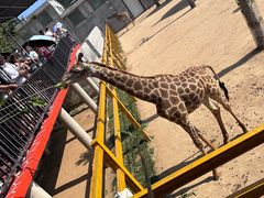 -西霞口神雕山野生动物世界