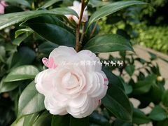 -金花茶公园