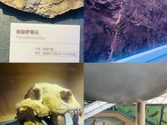 -陕西自然博物馆