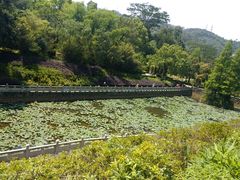 -中山市树木园